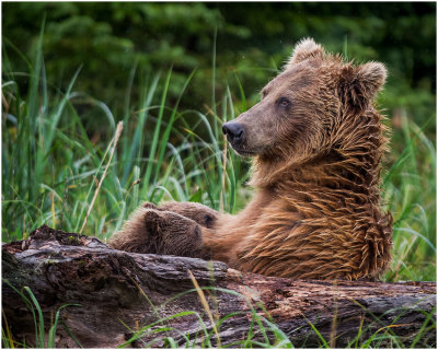 Brown Bear with Nursing Cubs