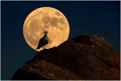 Super Moon and Bird-2016
