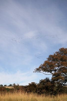 Flying south