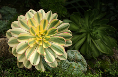 cornwall2013 151.jpg