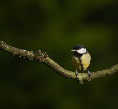 garden birds 2014 066.jpg