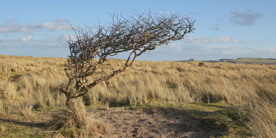 bamburgh feb2015 007.jpg