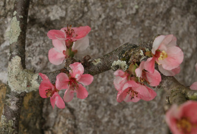 Trerice