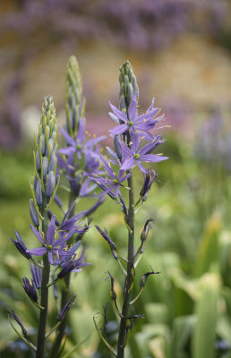 Trerice