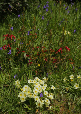 glendurgan 162.jpg