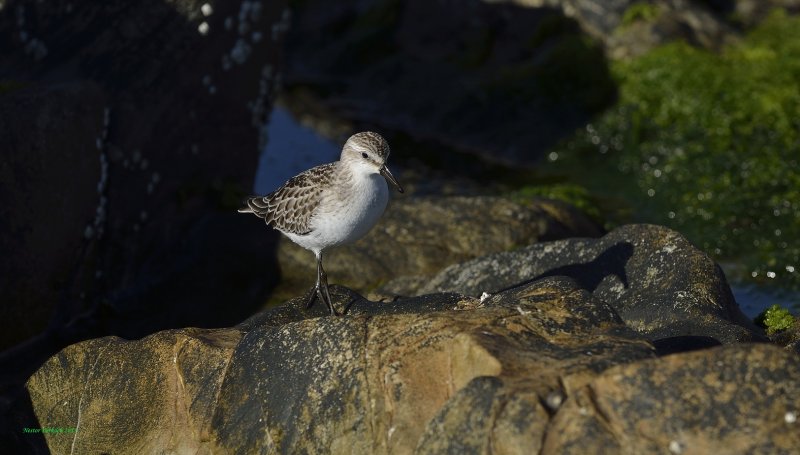 Sand Piper on the rocks / Wells Beach Maine 