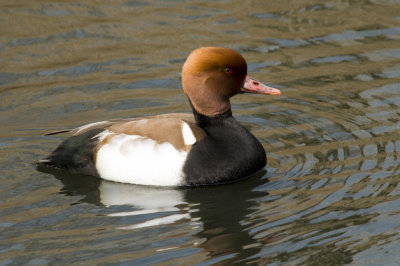 RED CRESTED  POCHARD