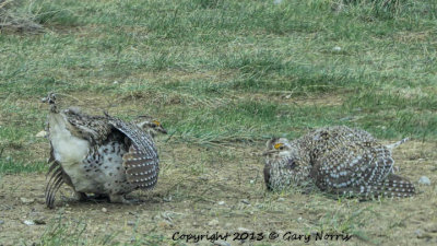 Grouse, Sharp-tailed IMG_0925.jpg