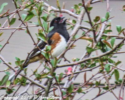 Towhee, Eastern IMG_0716.jpg