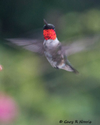 Hummingbird, Ruby-throated IMG_1954.jpg