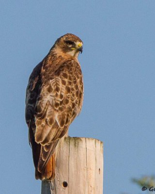 Hawk, Red-tailed IMG_2093.jpg