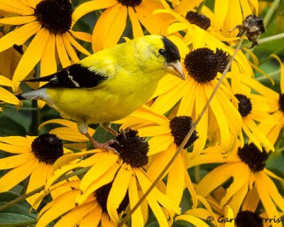Goldfinch, American IMG_2313.jpg