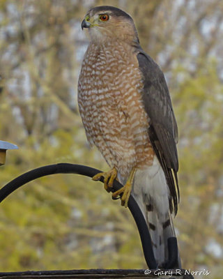 Hawk, Cooper's IMG_0606-Edit.jpg