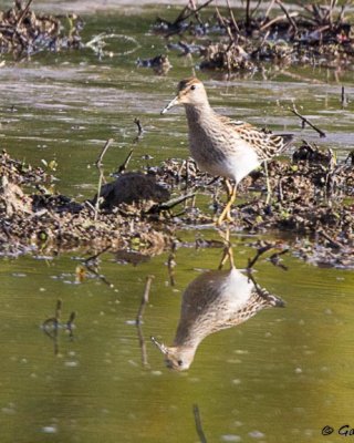 Sandpiper, Pectoral IMG_2543.jpg