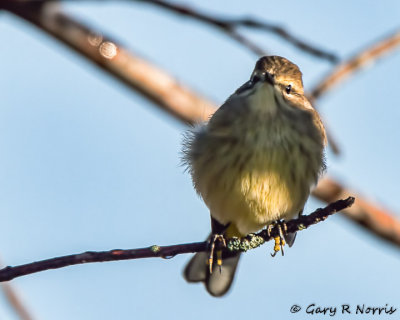 Warbler, Palm IMG_2576-Edit.jpg