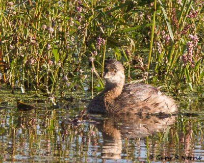 Grebe, Pied-billed IMG_2584.jpg