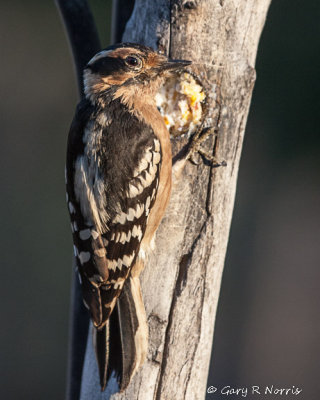 Woodpecker, Downy IMG_0928.jpg