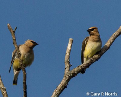 Waxwing, Cedar IMG_2533.jpg