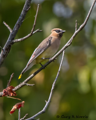 Waxwing, Cedar IMG_2716-Edit.jpg