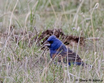 Grosbeak, Blue IMG_4166.jpg