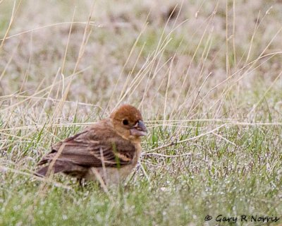 Grosbeak, Blue IMG_4171.jpg