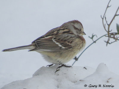 Sparrow, American Tree IMG_0229.jpg