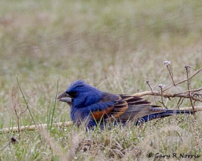 Grosbeak, Blue IMG_4172.jpg