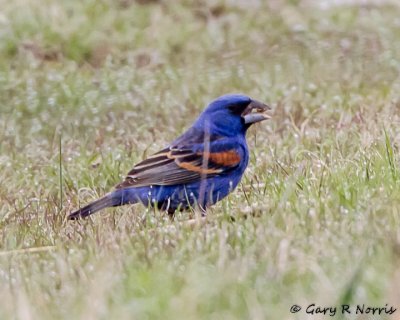 Grosbeak, Blue IMG_4175.jpg