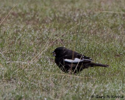 Bunting, Lark IMG_4205.jpg