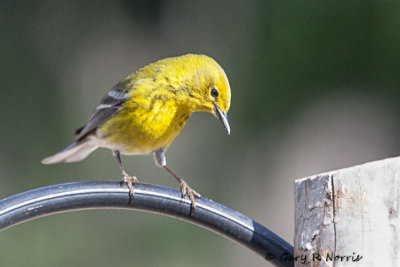 Warbler, Pine IMG_5705.jpg