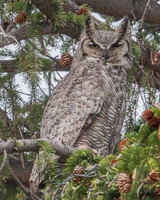 Owl, Great Horned IMG_7812.jpg