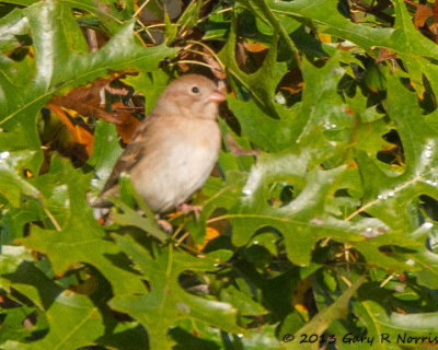 Sparrow , Field  20131018_MNWR-42.jpg