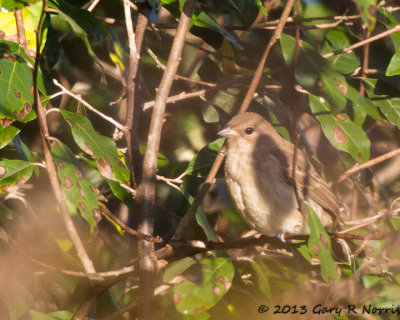 Sparrow, Field 20131018_MNWR-48.jpg