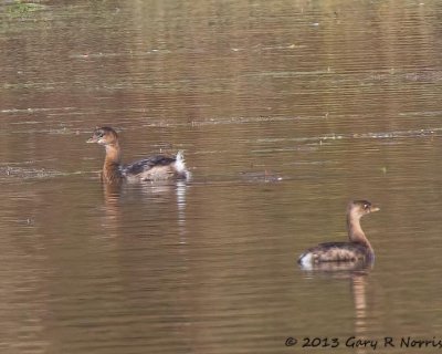 Grebe, Pied-billed 20131027-MNWR-23-Edit.jpg