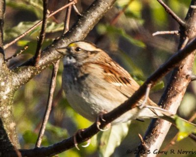 Sparrow, White-throated 20131028-MNWR-26.jpg