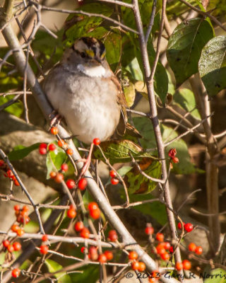 Sparrow, White-throated 20131028-MNWR-31-Edit.jpg