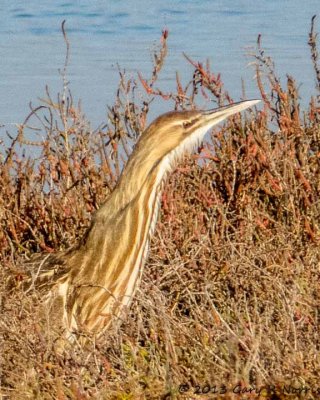 Bittern, American 20131214_BolsaChica-104.jpg