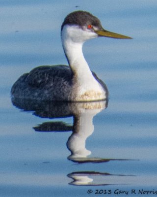 Grebe, Western 20131214_BolsaChica-121.jpg