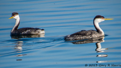 Grebe, Western 20131214_BolsaChica-122.jpg