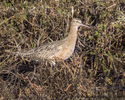 Curlew, Long-billed 20131214_BolsaChica-130.jpg