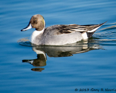 Pintail, Nothern 20131214_BolsaChica-147.jpg