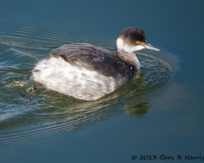 Grebe, Eared 20131214_BolsaChica-154.jpg