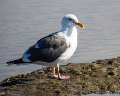 Gull, Western 20131214_BolsaChica-156.jpg