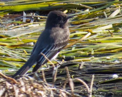 Phoebe, Black 20131214_BolsaChica-164.jpg