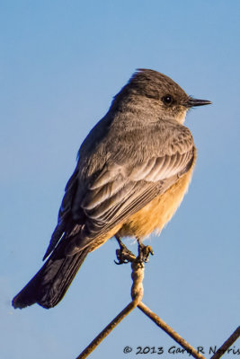 Phoebe, Says 20131214_BolsaChica-19-Edit.jpg