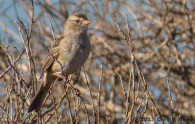 Sparrow, White-crowned 20131214_BolsaChica-54.jpg