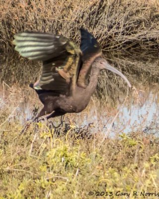 Ibis, White-faced 20131214_BolsaChica-71.jpg