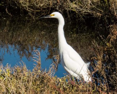 Egret, Great 20131214_BolsaChica-78.jpg