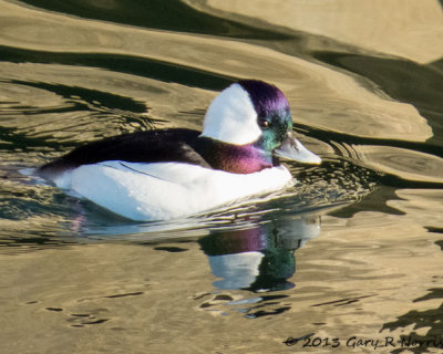 Bufflehead 20131214_BolsaChica-8-Edit.jpg