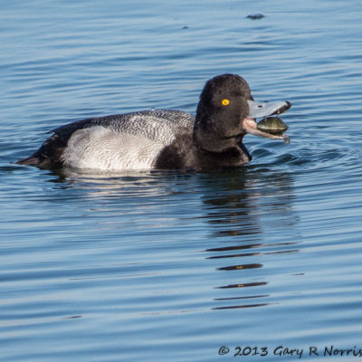 Scaup, Lesser 20131214_BolsaChica-98.jpg